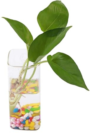 Gsycle 2PCS Wall Planter Propagation Stations Hanging Glass Terrariums Vase Container, Hanging Glass Planters Hydroponic Wall Planter Glass Terrarium for Home Decor(#5)
