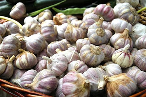 Live Seeds Lautrec Wight 20 Garlic Seeds Clove, Wight Garlic Cloves/from 2 Bulbs/Planting Now 2021-22