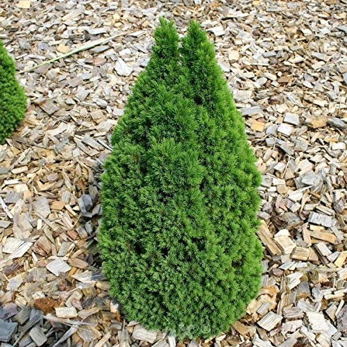 Zwerg Zuckerhutfichte Laurin 30-40cm - Picea glauca - lebende Gartenpflanze aus den Baumschulen