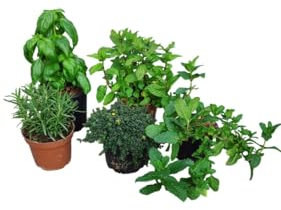 AzJardin- LOTE 5 PLANTAS AROMÁTICAS en Macetas de 12cm, Variedad de Hierbas Frescas. Hierbabuena, Menta, Romero, Tomillo, Albahaca, perejil, cilantro... variadas. Planta viva