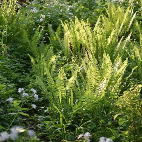 Straußenfarn - immergrüne winterhart Matteuccia struthiopteris - geschenke für gartenfreunde farne winterhart für garten kräutergarten 80Samen
