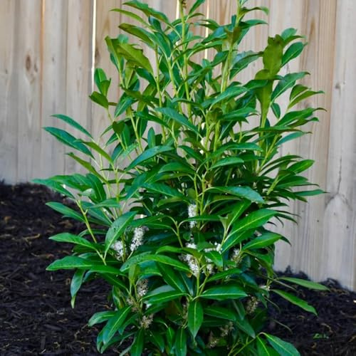 semi di alloro ciliegia - esotiche giardino resistenti biologici 200pcs