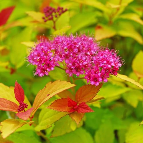 Spiraea Japonica 'Magic Carpet' - Shrub with Vibrant Foliage & Bright Pink Flowers, Ideal for Ground Cover & Containers, RHS Garden Merit Award Winner - 1x 3.5 Litre Pot by Thompson & Morgan