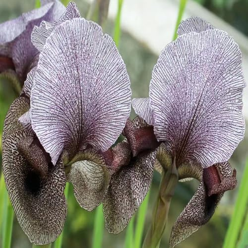 lirios perennes resistentes - semillas balcón resistentes al invierno iris oficina jardín jardín del balcón 350pcs