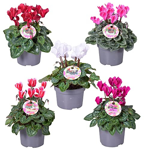 Set de 5 Cyclamen Violeta Alpes Ideales para Terraza y Jardín