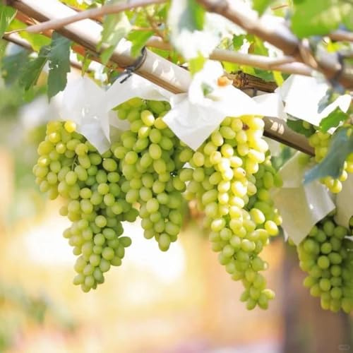 weintrauben pflanzen samen, sämereien alte sorten,hochbeet samen trauben samen bio pflanzen samen indoor,bonsai baum echt samen,nachhaltige geschenke für frauen samen alte sorten,samen 80pcs