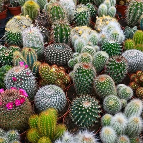 Cacti Mix Succulent Seeds 0.3 gram + Freebie + Plant tag Exotic Drought Tolerant