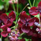 1 x Akebia Quinata - Fingerblättrige Klettergurke 50-60 cm Pflanzcontainer Violett