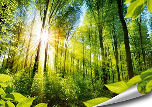 ARTBAY Wald Poster XXL - 118,8 x 84 cm | EIN von Sonne durchfluteter, Zauberhafter Wald | Natur Poster | Premium Qualität