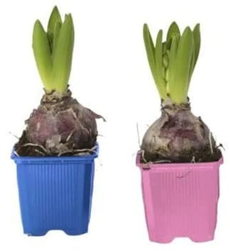 Bulbos de Jacintos para Jardín Pack de 2 Unidades Bulbos Hyacinthus