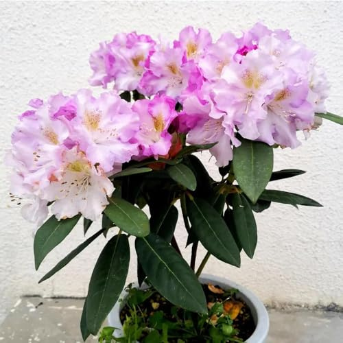 semillas de rododendro jardín de las azalea son resistentes herbáceas balcón resistentes decoracion las 200pcs