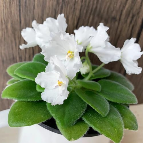 usambaraveilchen, gartenblumen, zimmerpflanzen usambaraveilchensamen, blumenwiese mehrjährig, herbst deko balkon 90pcs