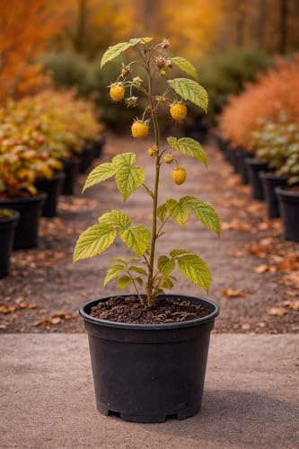 Frambuesa amarilla - Rubus idaeus en Maceta de 2,5 litros
