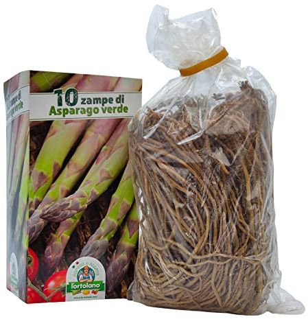 Zampe di Asparago Verde classico - 10pz