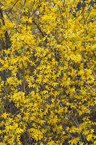 Forsythia x intermedia 'Lynwood' 40–60 cm – Winterhart, Mehrjährig, Pflegeleicht – Goldglöckchen – Heckenpflanze für Garten & Sichtschutz