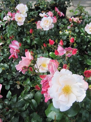Beetrose Roseromantic ® - Rosa Roseromantic ® - Kordes Rose
