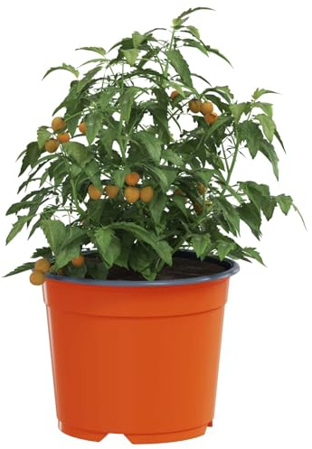 vidaXL Pot à Fleurs 200 pcs Terre Cuite Ø 15 x 12,5 cm Plastique, Bac à Fleurs Moderne, Pot cylindrique Durable, Contenant Chic pour Plantes intérieures et extérieures