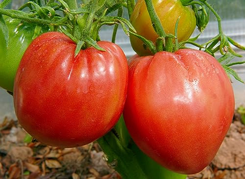 Ekologiska frön tomat Bullenherz 50 x frön Prademir frösäker hög grobarhet 100 % natur