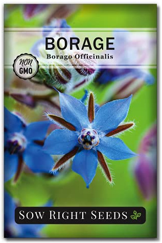 Sow Right Seeds - Borage Seed for Planting Medicinal Culinary Herb Garden