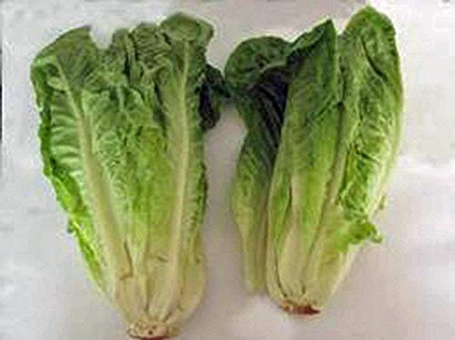 Seme di Lattuga romana, Île de Paris, Cimelio, biologico, non OGM, 100 semi