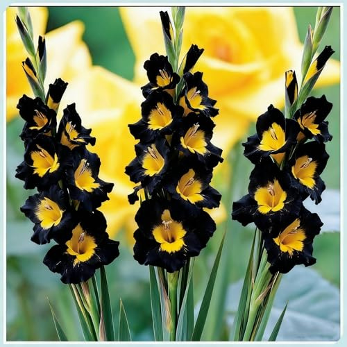 Cormi di gladiolo- Piantare gladioli- Gladiolos resistentes- Attira farfalle e colibrì- Tenacia | Spettacolari- Exposición excelencia jardinería-j-4 rizomi