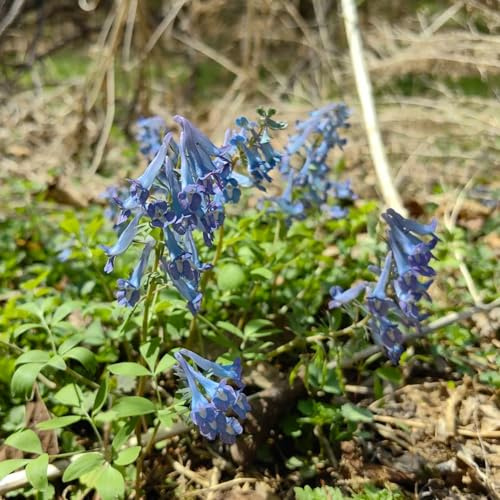 semi di delphinium - delphinium per l' di semi giardino, balcone decorativo d'appartamento rare selvatici 300semi