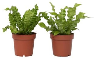 Plant in a Box - Asplenium nidus 'Knusprige Welle' - Nestfarn - Grüne Zimmerfplanze - Topf 12cm - Höhe 25-40cm