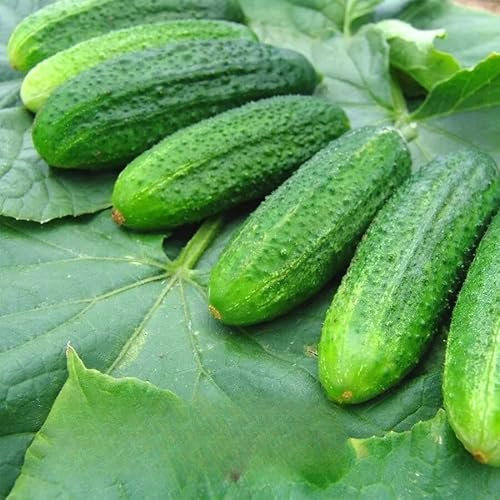 Cucumis sativus Cucumber Partner F1 20 Seeds + Plant tag + Freebie