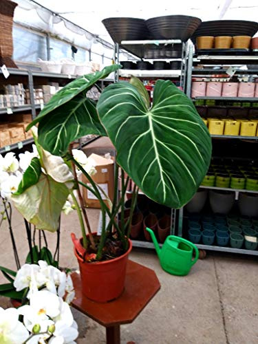 POWERS TO FLOWERS - PHILODENDRON, PHYLODENDRON, MONSTERA GLORIOSUM, pianta vera