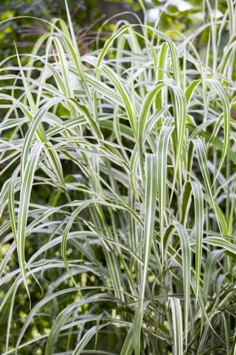 Chinaschilf Miscanthus sinensis Cosmopolitan Ziergras winterhart | sonniger Standort, dekorativ im Beet, robust, ideal als Sichtschutz, schnittvertraeglich, langlebige Zierpflanze