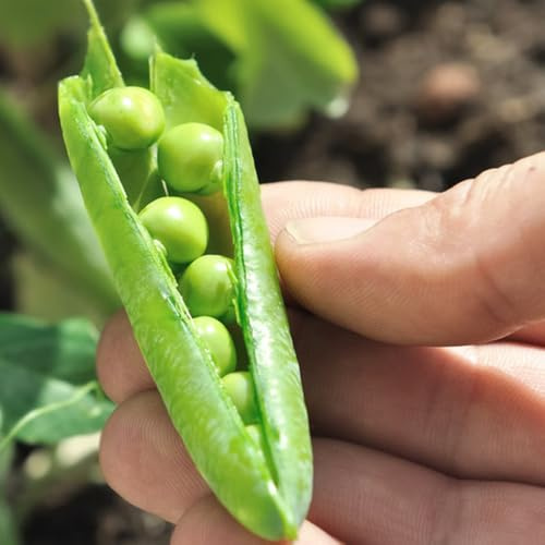 erbsen - bio wintergemüse kaufen erbsensamen kletterpflanzen winterhart gewächshaus balkon hochbeete für garten gartenkräuter 200pcs