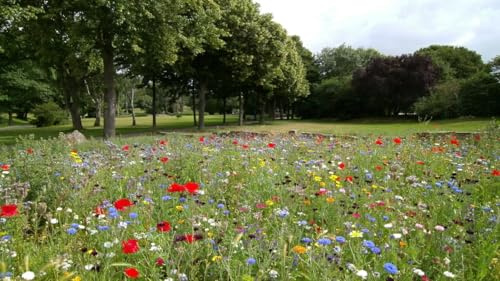 Semi per Prato Fiorito, Fiori Selvatici Attrattivi per Insetti, Confezione da 3 g