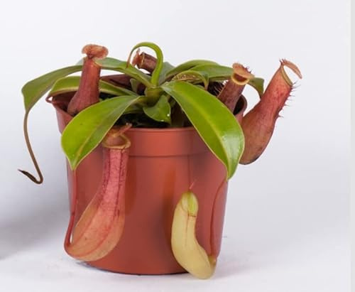 Nepenthes Alata - Pianta carnivora da interno in vaso da 8,5 cm