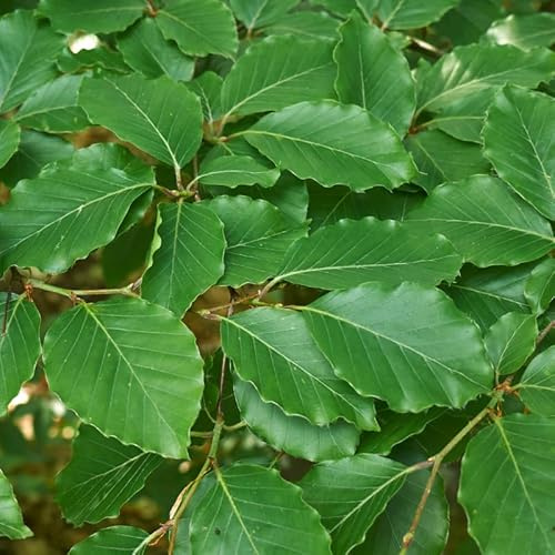 Hêtre Commun - Fagus Sylvatica 100cm en Pot - Plante En Pot - Floraison Avril à Mai - Couleur de la Fleur - Hauteur 30-40 m
