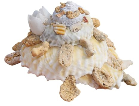 Coquille de mer naturelle. Coquillages naturels, conque de l'océan 8 cm, coquillages parfaits for la décoration de mariage, fête sur le thème de la plage, décorations for la maison
