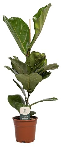 Ficus Lyrata - 50-60cm - Ø17cm - Plante d'intérieur - Vert persistant