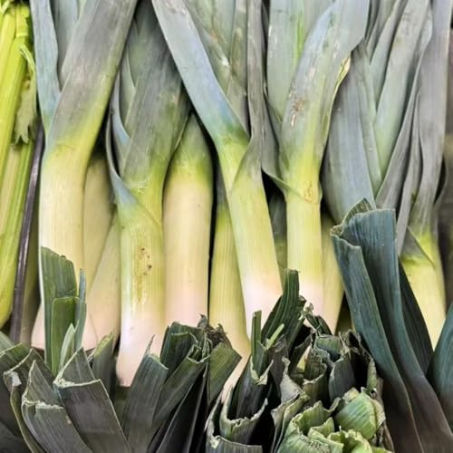 Semi di porro resistenti - per il giardino fresche, per balconi di aiuole rialzate, 150pcs