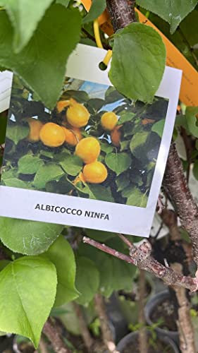 Vivaio Garden Forest Albicocco Ninfa (Prunus armeniaca) – Pianta da Frutto di Albicocca – Albero Rustico e Produttivo – Ideale per Giardino e Frutteto