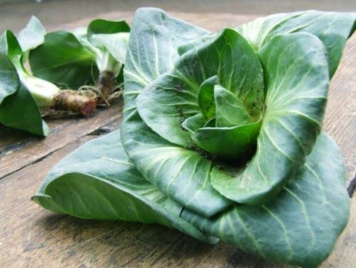 Achicoria Grumolo Verde - Achicoria - Radicchio 300+ semillas - Semillas L 155