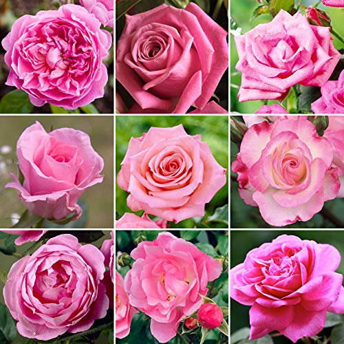 GardenersDream Pink Rose Bush Potted - Outdoor Garden Plants Ready to Plant - Climbing Roses for Gardens with Fragrant Flower Rose Trees - Colourful Roses for Outdoor Garden - (20-50cm Incl. Pot)