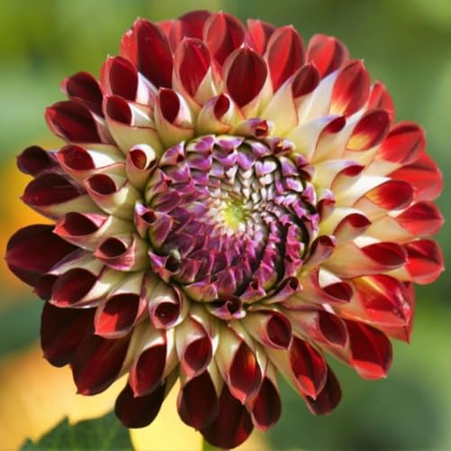 Bulbi di dalia Facile Da Mantenere Crescita Rapida Bellissimo Giardino miste resistenti al freddo e alla siccità adatte per la decorazione di giardini e balconi-10bulbi-c