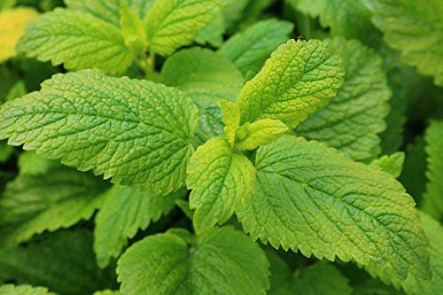 Portal Cool Melisa (Melissa officinalis) limón perfumado perenne Bare planta enraizada