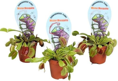 Pack 3 Plantas Carnívoras de Interior Que Comen Insectos Venus Atrapamoscas
