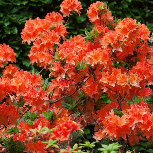 YouGarden Azalea japonica 'Orange', 3 x Established Plants in 9cm Pots, Ready to Plant, Evergreen Rhododendron