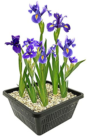 Vdvelde․com - Sumpfschwertlilie blau, Iris kaempferi, 4 Teichpflanzen | Bienenfreundliche Uferstaude, blüht Juni bis Juli, winterhart, Wuchshöhe 80 cm, Setztiefe 1 bis 10 cm