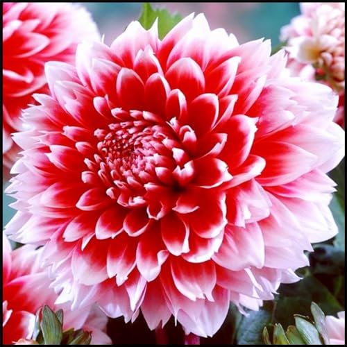Dahlia Bulbs Mix for Planting Now UK,Hardy Perennial,Dahlia tubers Bulk,Hardy Perennials,Beauty of Garden,Wedding Flowers,Gift Ready-2bulbs-B