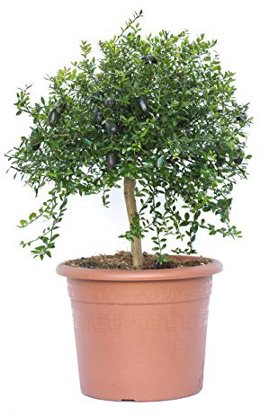 Vannucci Piante - Microcitrus australasica, Citrus australasica, Caviale di limone, Citro miniatura, Agrumi, Pianta vera, Pianta da da terrazzo, Albero da frutto, Mediterranea
