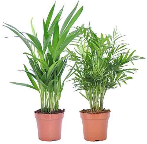 Palmeras de Interior DECOALIVE: Palma Areca (Dypsis Lutescens) + Palma Camadorea (Chamaedorea Elegans) Plantas Naturales
