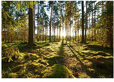 WallArena - Vlies Fototapete Wald Sonne Natur Bäume Landschaft 368x254 cm - Fototapeten - Tapeten - für Wohnzimmer Schlafzimmer - Vliestapete Wandtapete Tapete 3D Effekt- inkl. Kleister