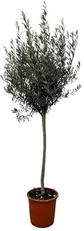 Trendyplants - Olivenbaum am Stamm - Winterhart - Gartenpflanze - Höhe 150-170 cm - Topfgröße Ø24cm - Olea Europaea am Stamm